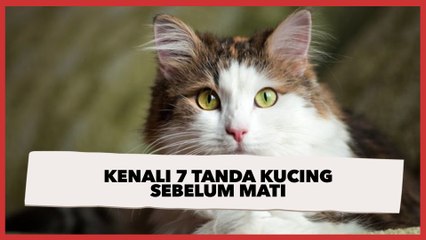 Kenali 7 Tanda Kucing Sebelum Mati, Coba Segera Berikan Pertolongan Ini