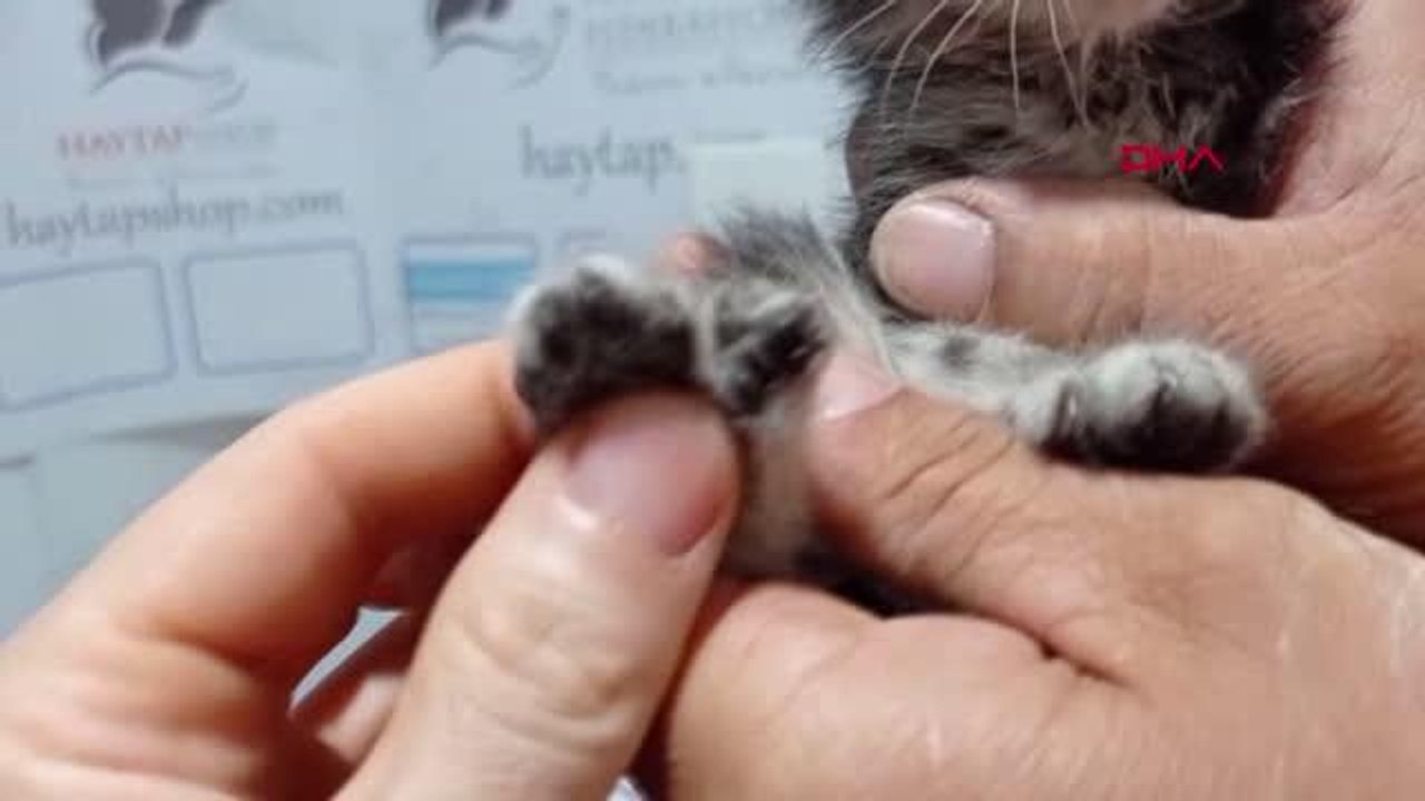 DAĞLIK ALANDA BİTKİN HALDE BULUNAN 4 YAVRU KEDİYE TEDAVİ