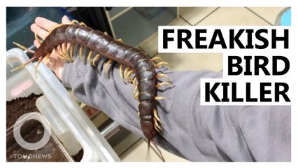 Monstrous Centipedes Devour Birds on Hellish Island