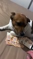 Money Guarding Dog