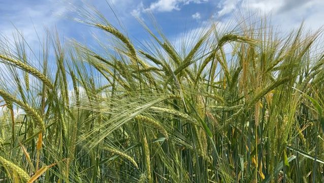 Tescilli arpa çeşidi Yağmur verimiyle çiftçinin yüzünü güldürecek