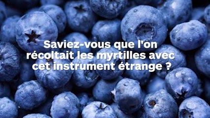 Les gens sont surpris de découvrir cet instrument utilisé pour récolter les myrtilles