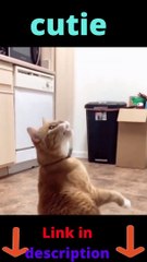 cutie cat crazypie comedy