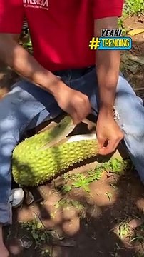 Bất ngờ nhìn bên trong quả sầu riêng 'đột biến' nhìn như mãng cầu gai