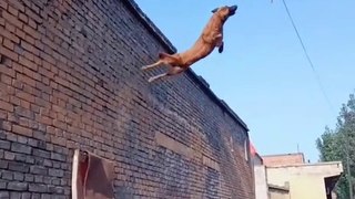 Incredible Dog Jump
