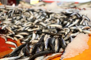 Hamsi tezgaha erken düştü