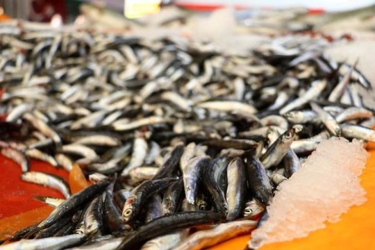 Hamsi tezgaha erken düştü