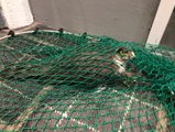 Sparrowhawk released into the wild  at St Annes by RSPCA