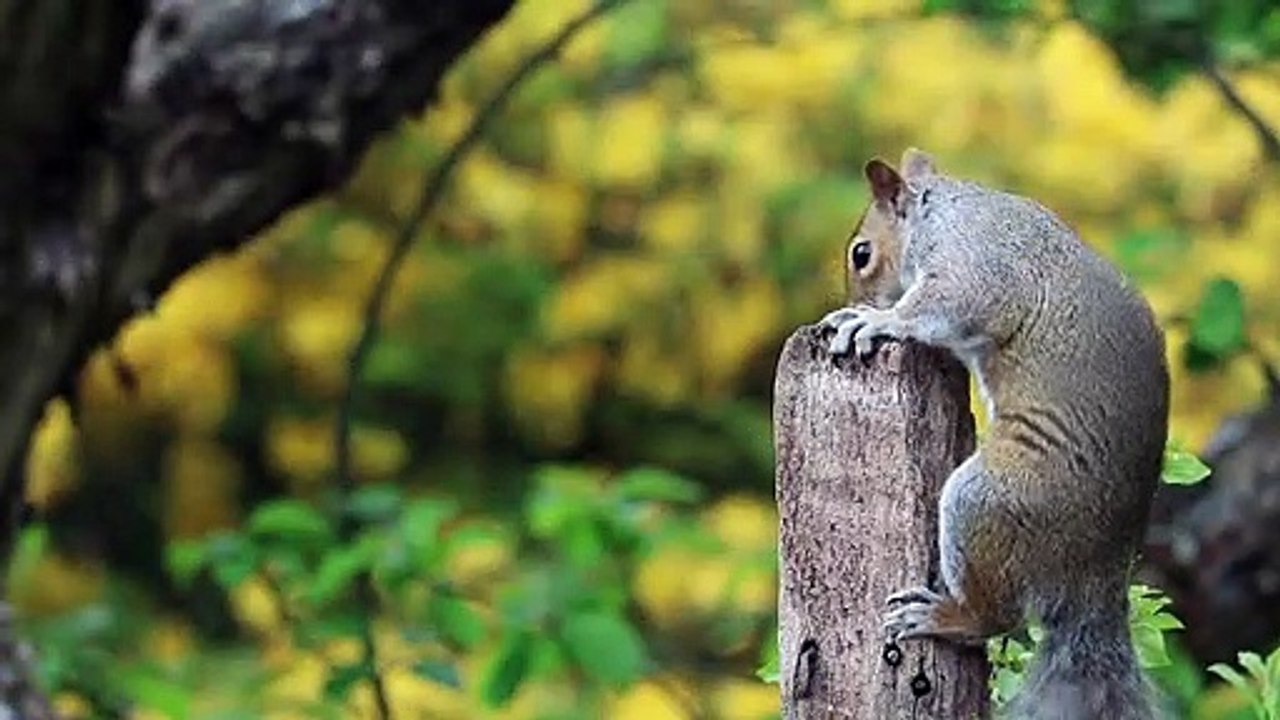 Cute Squirrel Play With Wood.......So Cute....................................