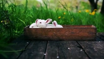 Too cute rabbits.............in the box..........Wowwwwww