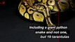 19 Tarantulas and a Python Snake Found After Tenant Vacates Apartment