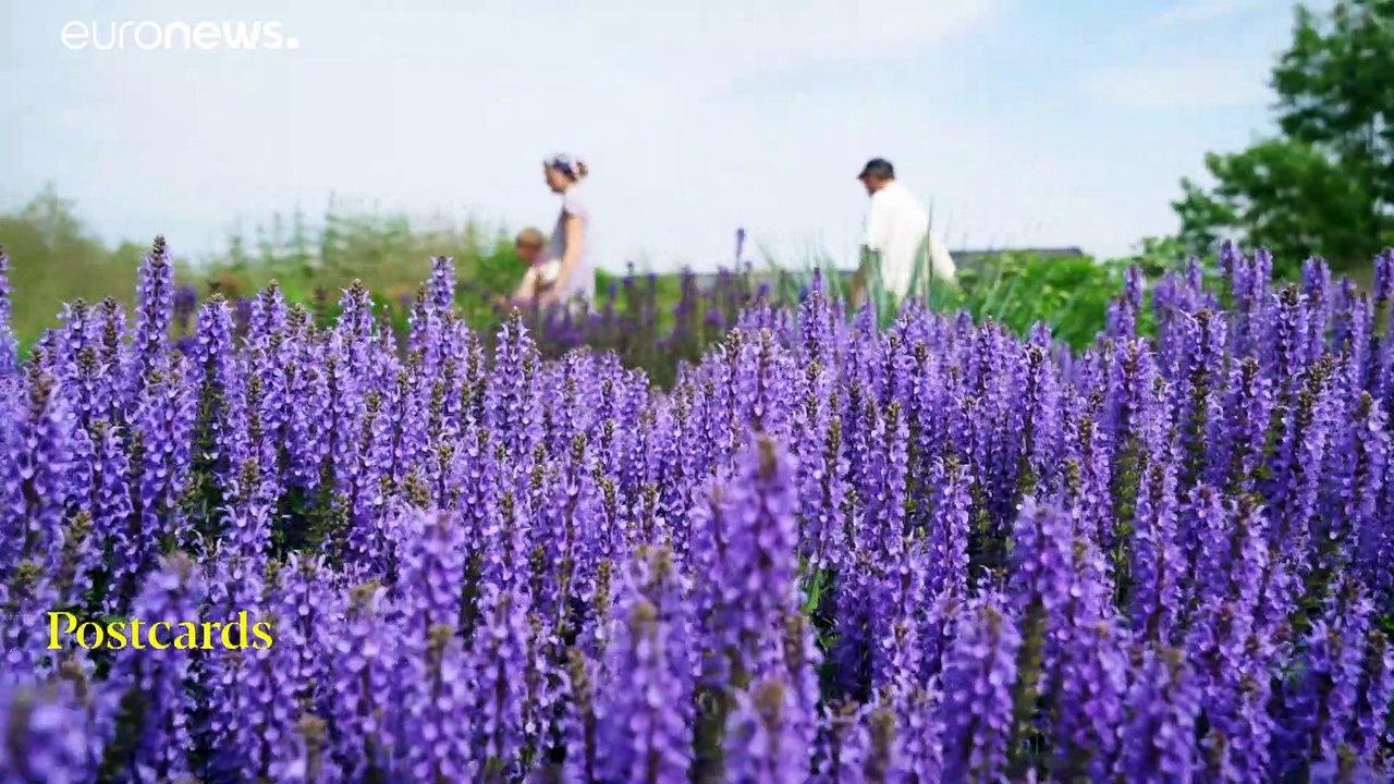 Die Sommerwunder von Sankt Petersburg