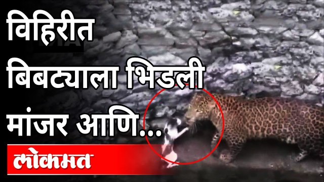 विहिरीत पडलेल्या बिबट्या आणि मांजरीचे भांडण | Leopard & Cat Fight In Nashik | Maharashtra News