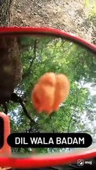 Wow || BADAM Ka Dil ||Bohut Gazab Ka video he #Jarur dekhe