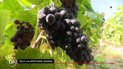 Consommation : les producteurs de champagne espèrent une année réussie