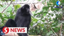 China's conservation of gibbons grabs attention of the world