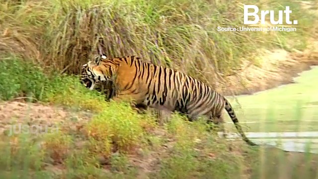 Duel : qui est le meilleur chasseur entre le lion et le tigre