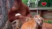 Cet orang outan fait la nounou pour des bébés tigres... pas facile