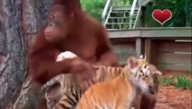 Cet orang outan fait la nounou pour des bébés tigres... pas facile