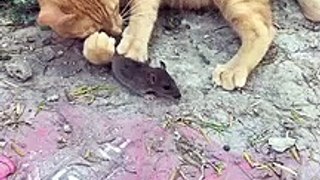 Cat caught a mouse
