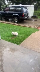 Hurricane Makes Bathroom Time Difficult for Dog