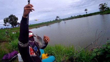 Mancing mujair di rawa hutan