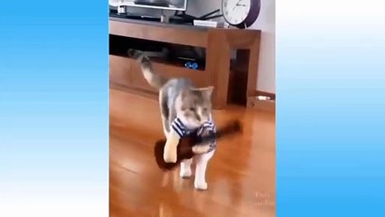 The cat dances with the guitar | New cat video | Total Topics