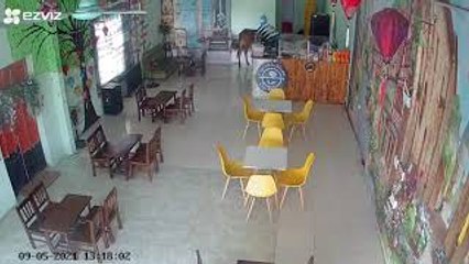 Curious Cow Investigates Restaurant