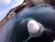 Beluga whale wants to be pampered #whale