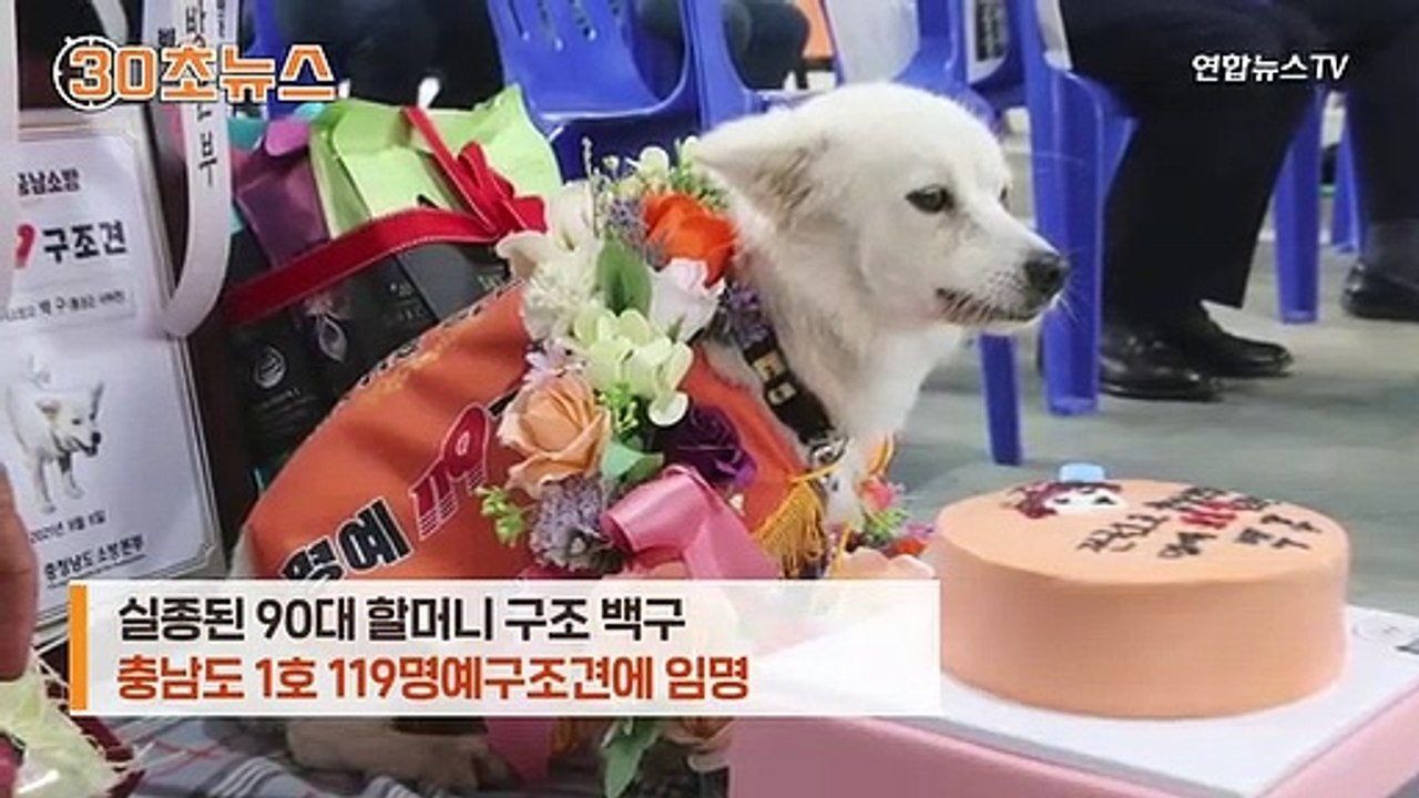 [30초뉴스] 실종 할머니 살린 '백구'…은혜 갚아 119명예구조견 되다