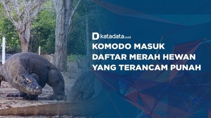 Komodo Masuk Daftar Merah Hewan yang Terancam Punah
