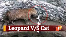 Feline Face-Off: Leopard & Cat Come Face To Face After Falling Into A Well In Nashik