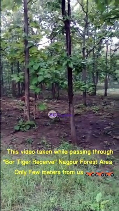 Closer Encounter with Tiger vs Motorcyclist/Motorcycle Riders/MG Explorer/Bor Tiger Reserve Forest Closer Encounter with Tiger/Motorcycle Riders/#TigerReserve/MG Explorer/Bor Tiger Reserve Forest