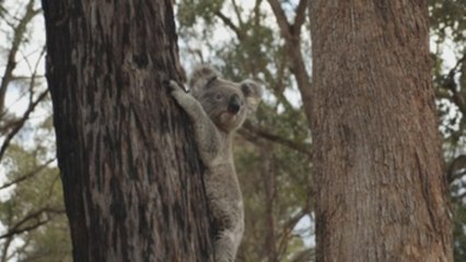 El virus que mata a los koalas se transmite de madre a cría, según estudio