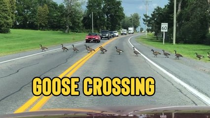 'Traffic Comes to Halt to Make Way for Gaggle of Geese as they Cross a South Glengarry Road'