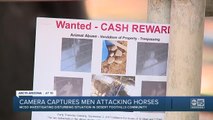 Camera captures men throwing rocks at, punching corralled horses