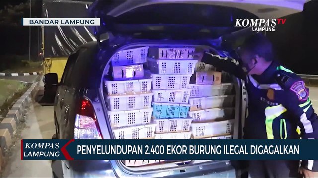 Penyelundupan 2400 Ekor Burung Ilegal Berhasil Digagalkan