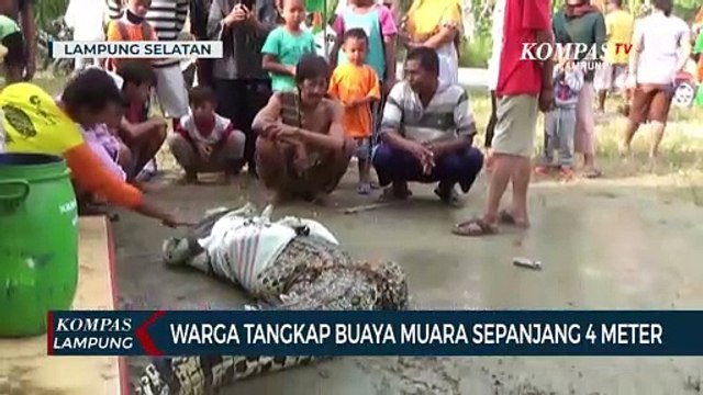Warga Tangkap Buaya Muara Sepanjang 4 Meter