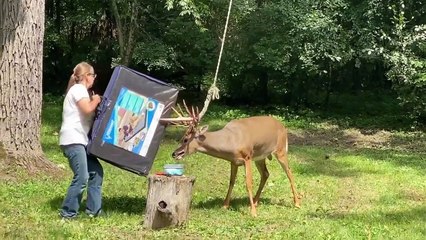 Resgate de veado, EUA,