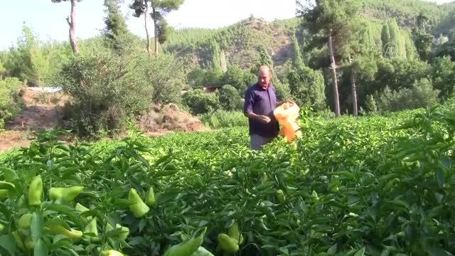 Tescilli Kale biberi, kalitesiyle yurt dışına açıldı