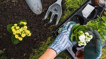 Hindari 5 Kesalahan Ini saat Berkebun
