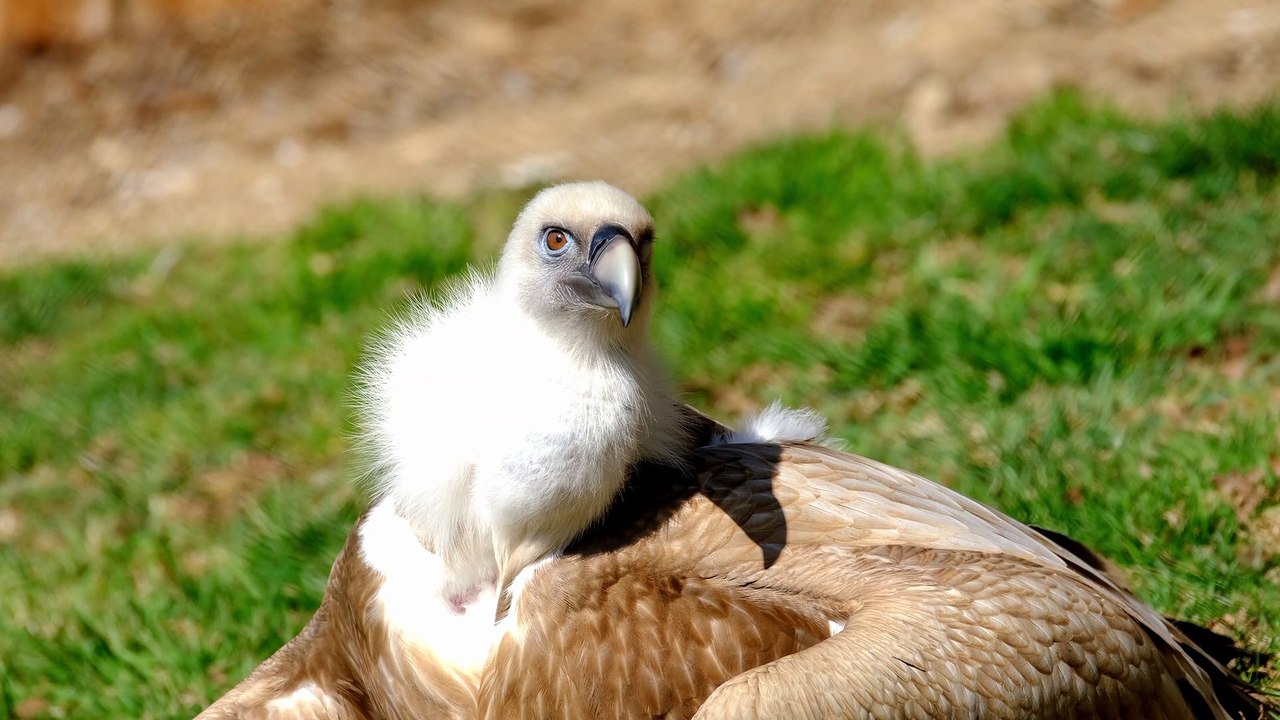 Kền kền Griffon (Griffon vulture)