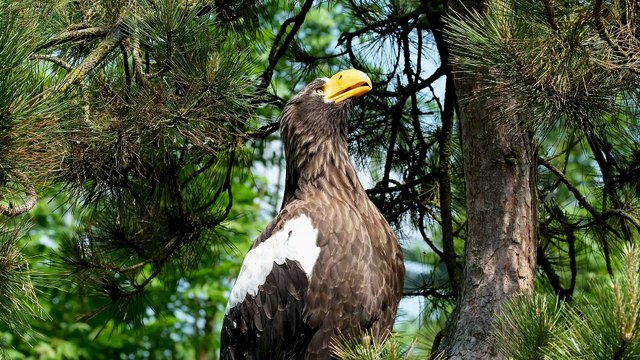 Đại bàng biển Steller / Steller’s Sea-eagle ( Haliaeetus pelagicus )