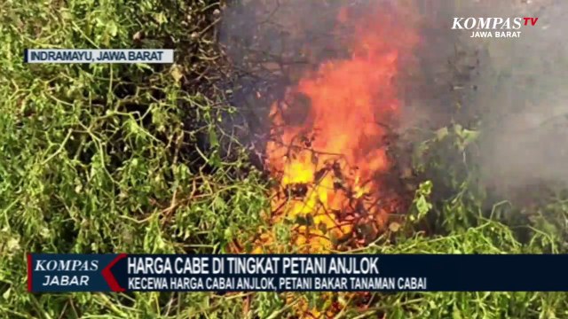 Harga Cabai Anjlok! Petani Indramayu Bakar Tanaman Cabai