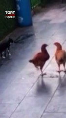 Yavru Kedinin Tavuklarla Oyunu Güldürdü 
