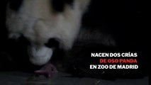 Así son los osos pandas nacidos en el Zoo de Madrid