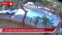 Kadıköy’de dut ağacı park halindeki otomobilin üzerine devrildi