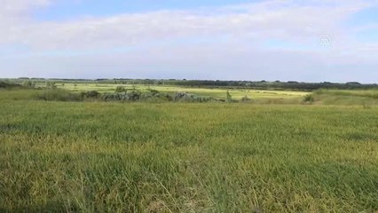 Çeltik üreticileri açıklanan fiyatları değerlendirdi