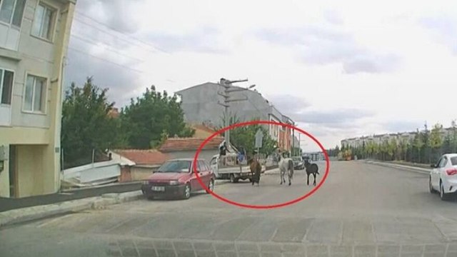 Kamyonetin arkasına bağladıkları atları acımasızca koşturdular
