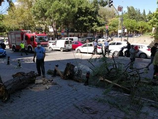 Download Video: KARTAL'DA DEVRİLEN AĞACIN ALTINDA KALMAKTAN SON ANDA KURTULDU